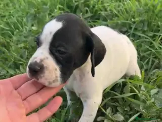 Pointer perros Increíbles cachorros de pointer - Anuncio 2