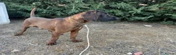 Sabueso de Sangre de Baviera perros en venta: Sabueso de sangre baviera - Anuncio 5
