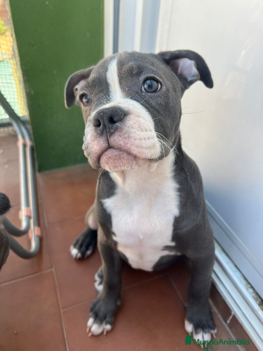 Raza Mixta perros en venta: Cruce de american bully  - Imagen 1