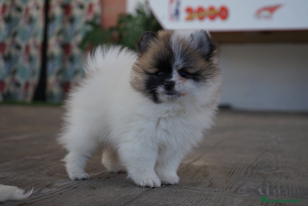 Pomerania perros en venta: 🐾 Roscón, Monk, Prodigy y Sparky Pomeranias 🐾 - Imagen 9