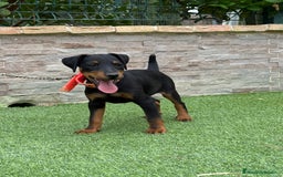Terrier Alemán de Caza perros en venta: Cachorro macho Jagd terrier  - Imagen 5