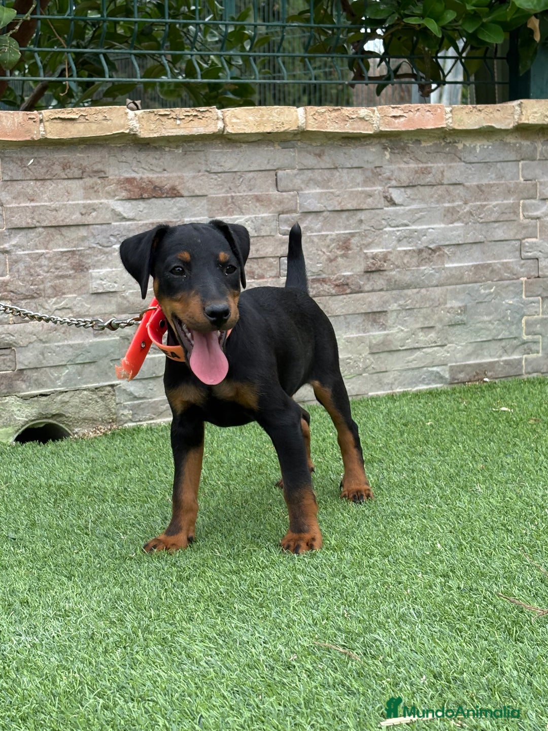 Terrier Alemán de Caza perros en venta: Cachorro macho Jagd terrier  - Imagen 5
