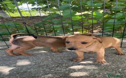Pinscher Miniatura perros en venta: Pinscher Miniatura  - Imagen 4