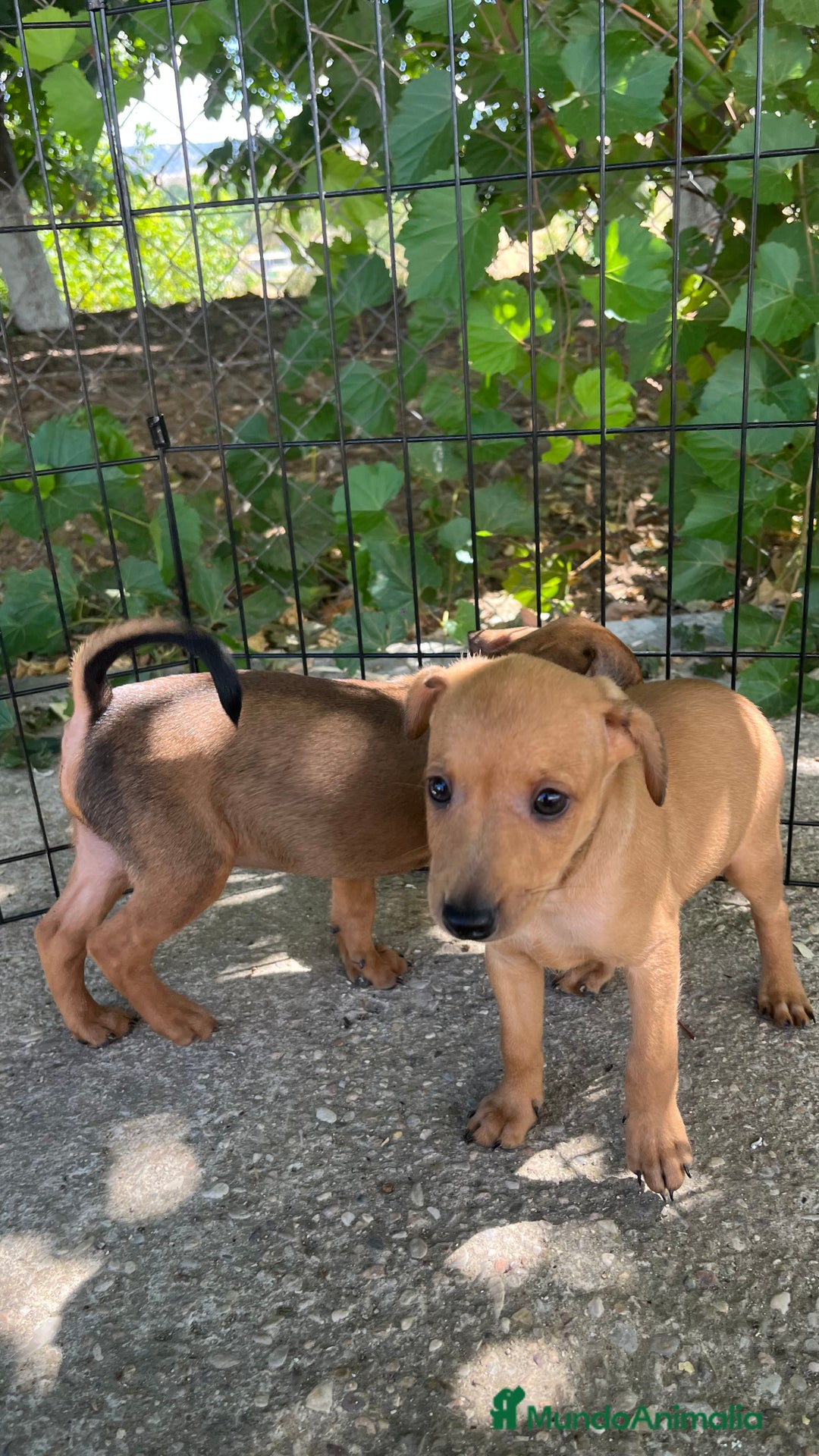 Pinscher Miniatura perros en venta: Pinscher Miniatura  - Imagen 4