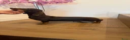 Teckel Miniatura perros en venta: Teckel mini  - Anuncio 3