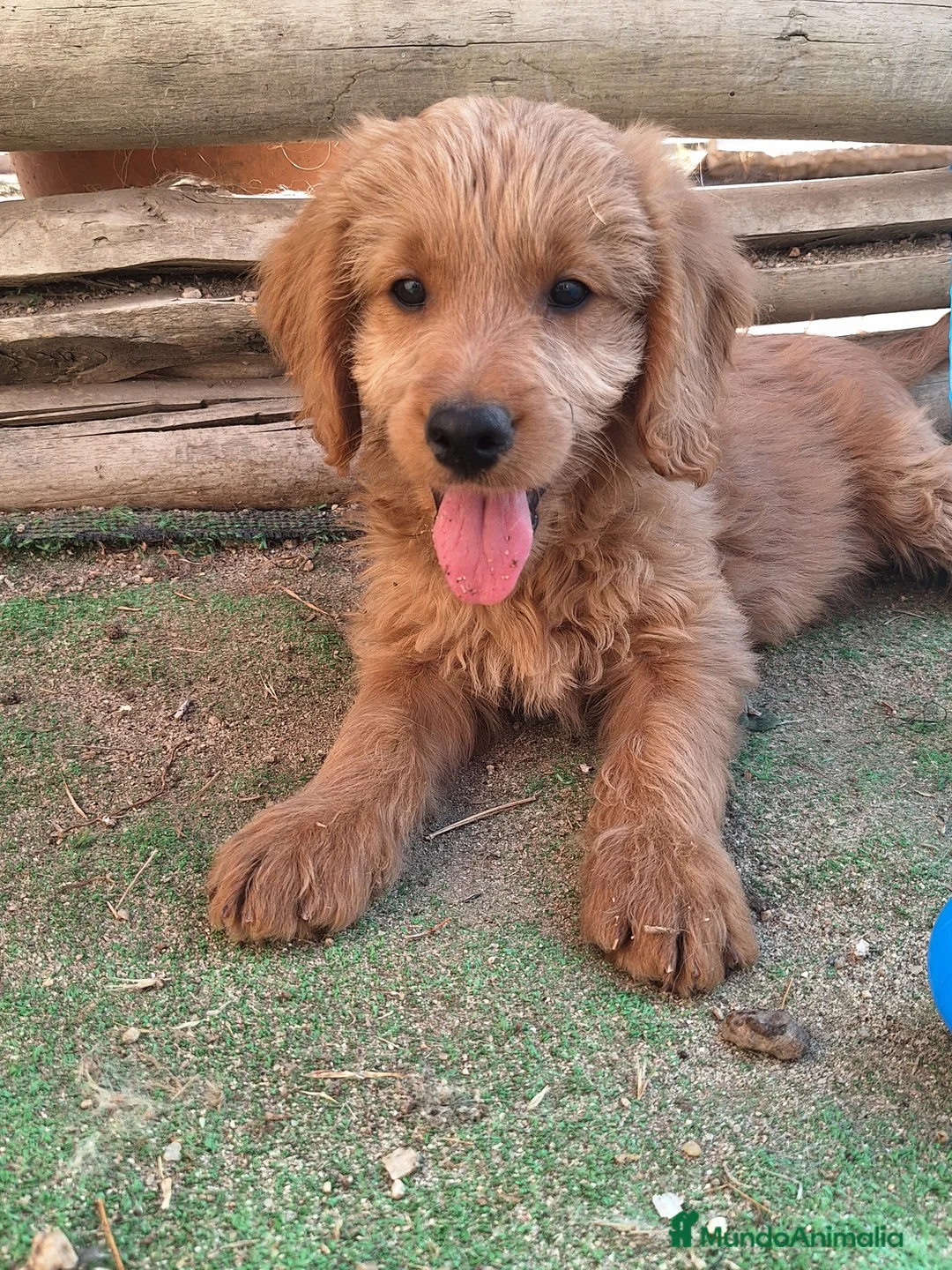 Goldendoodle perros en venta: GOLDENDOODLE - Anuncio 2