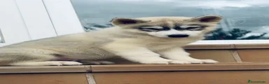 Husky Siberiano 2