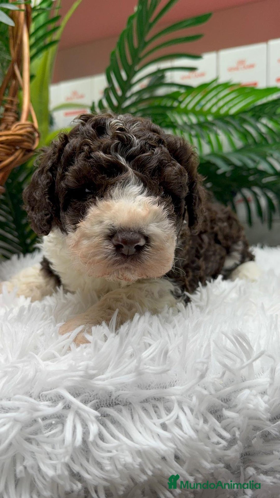 Perro de Agua Español perros en venta: PERRO DE AGUA ESPAÑOL MACHO - Anuncio 3