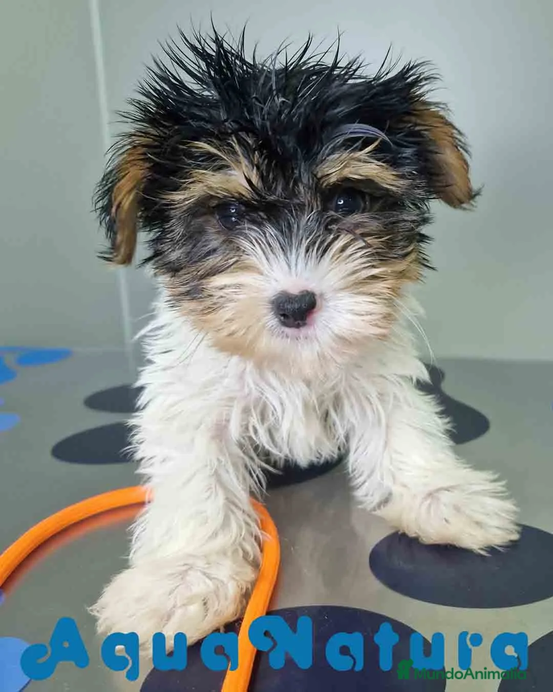 Biewer Yorkshire Terrier a la Pom Pon perros en venta: Yorkshire Biewer Macho CJMM 1303 AQUANATURA - Anuncio 2