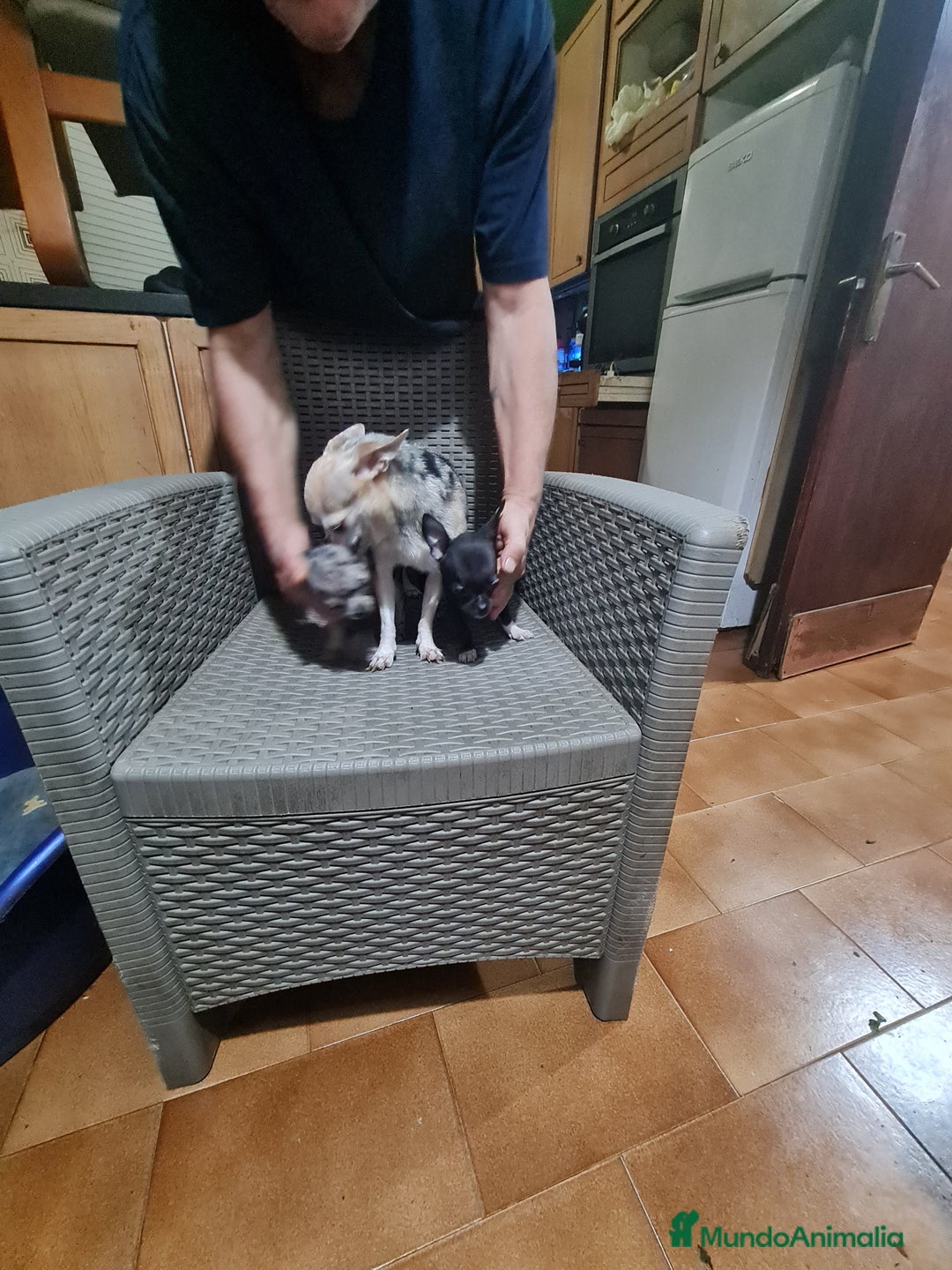 Chihuahua perros en venta: Chihuahua toy - Imagen 16