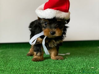 Yorkshire Terrier perros YORKSHIRE TERRIER LISTOS PARA ENTREGAR - Anuncio 2