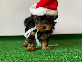 Yorkshire Terrier perros YORKSHIRE TERRIER LISTOS PARA ENTREGAR - Anuncio 10