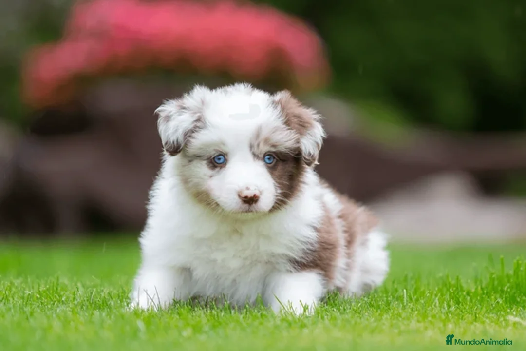 Border Collie perros en venta: BORDER COLLIE CACHORROS DESDE 350 € !!! - Anuncio 1