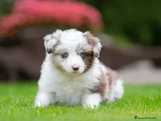 Border Collie perros BORDER COLLIE CACHORROS DESDE 350 € !!! - Anuncio 12