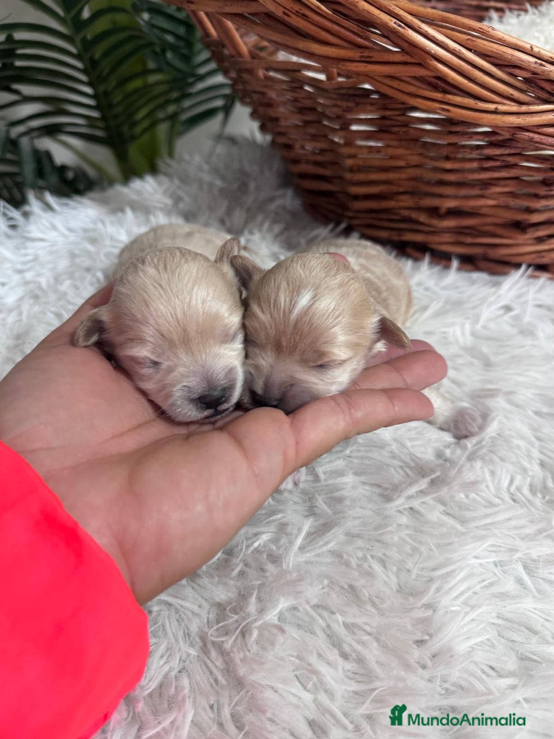 Maltipoo perros en venta: MALTIPOO  - Anuncio 13