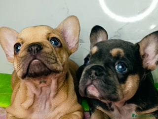 Bulldog Francés perros en Málaga - Anuncio 26