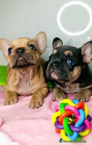 Bulldog Francés perros en Málaga - Anuncio 13