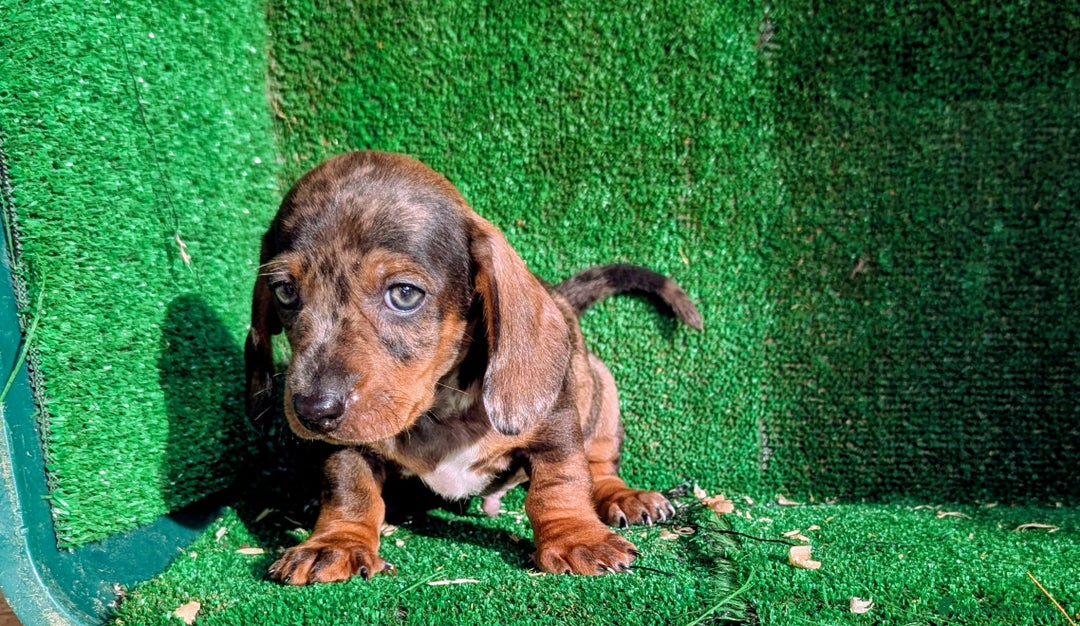 Teckel Miniatura perros en venta: Teckel miniatura - Anuncio 2