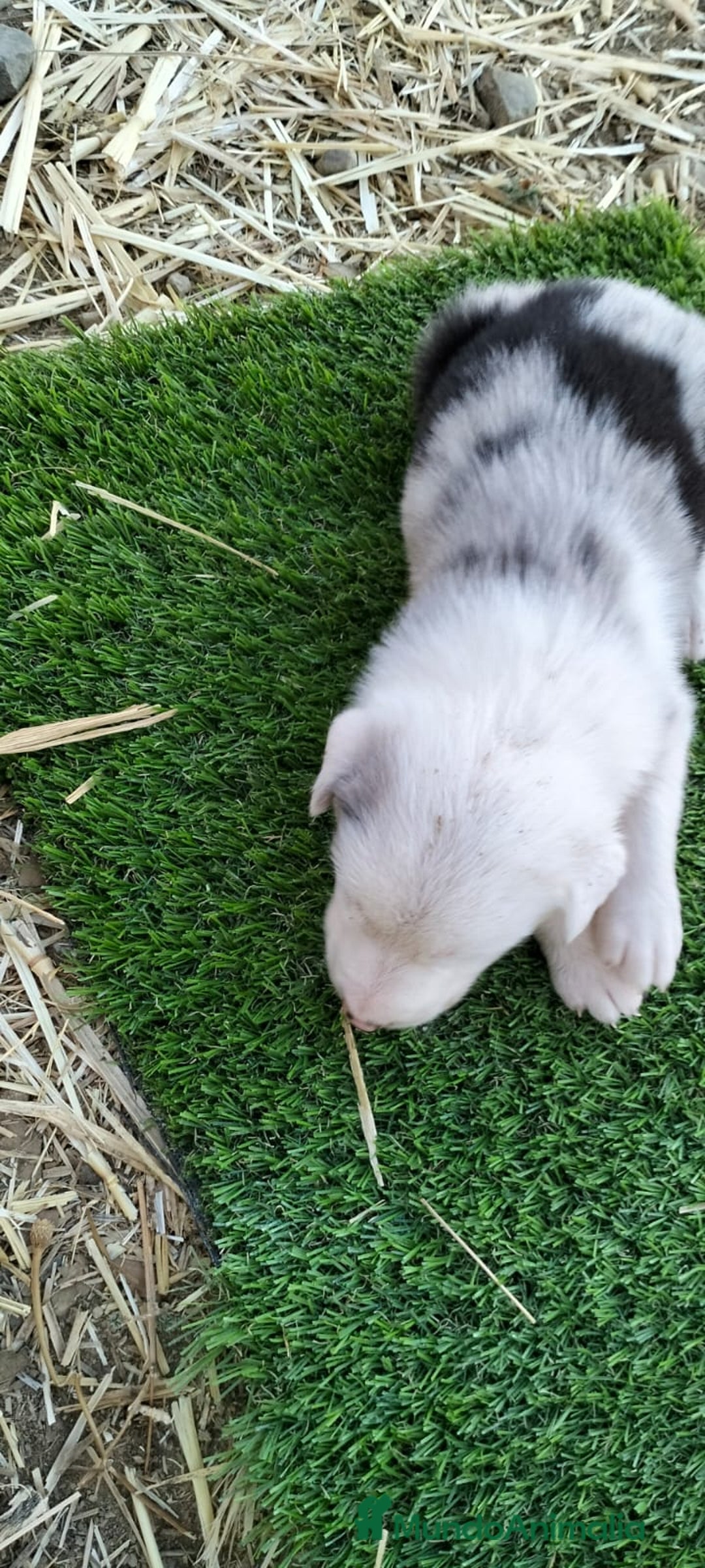Border Collie perros en venta: Bordes collie - Imagen 7