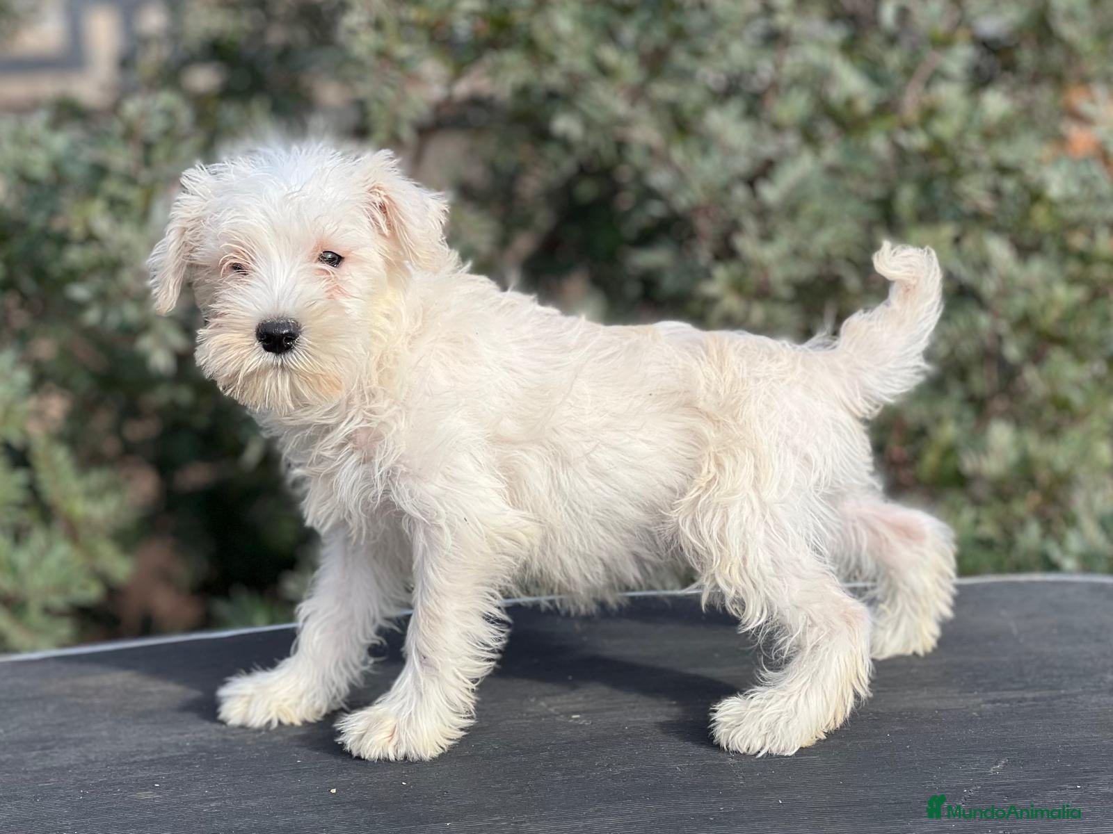 Schnauzer Miniatura perros SCHNAUZER BLANCA HEMBRA DISPONIBLE en Barcelona - Anuncio 2