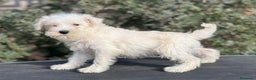 Schnauzer Miniatura perros en venta: SCHNAUZER BLANCA HEMBRA DISPONIBLE en Barcelona - Anuncio 2