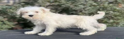 Schnauzer Miniatura perros en venta: SCHNAUZER BLANCA HEMBRA DISPONIBLE en Barcelona - Anuncio 2