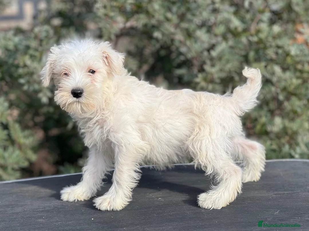 Schnauzer Miniatura perros en venta: SCHNAUZER BLANCA HEMBRA DISPONIBLE en Barcelona - Anuncio 2