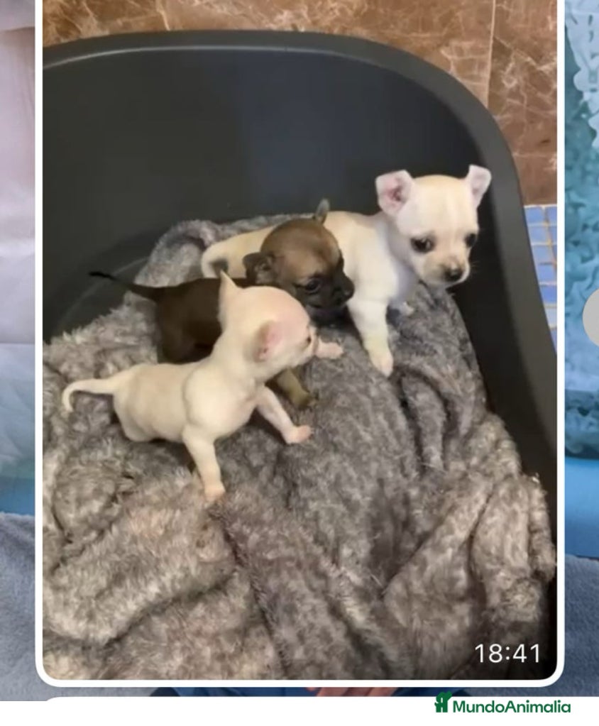 Chihuahua perros Chihuhua machos  - Anuncio 1