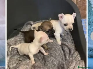 Chihuahua perros Chihuhua machos - Anuncio 1