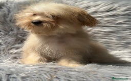 Maltipoo perros en venta: OPORTUNIDAD MALTIPOO TOY  - Imagen 5