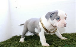 American Pit Bull Terrier perros en venta: American pitbull terrier ( pitbull diamante unico) - Imagen 7