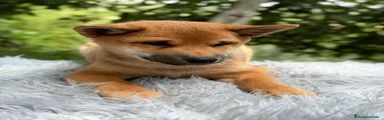 Shiba Inu 2