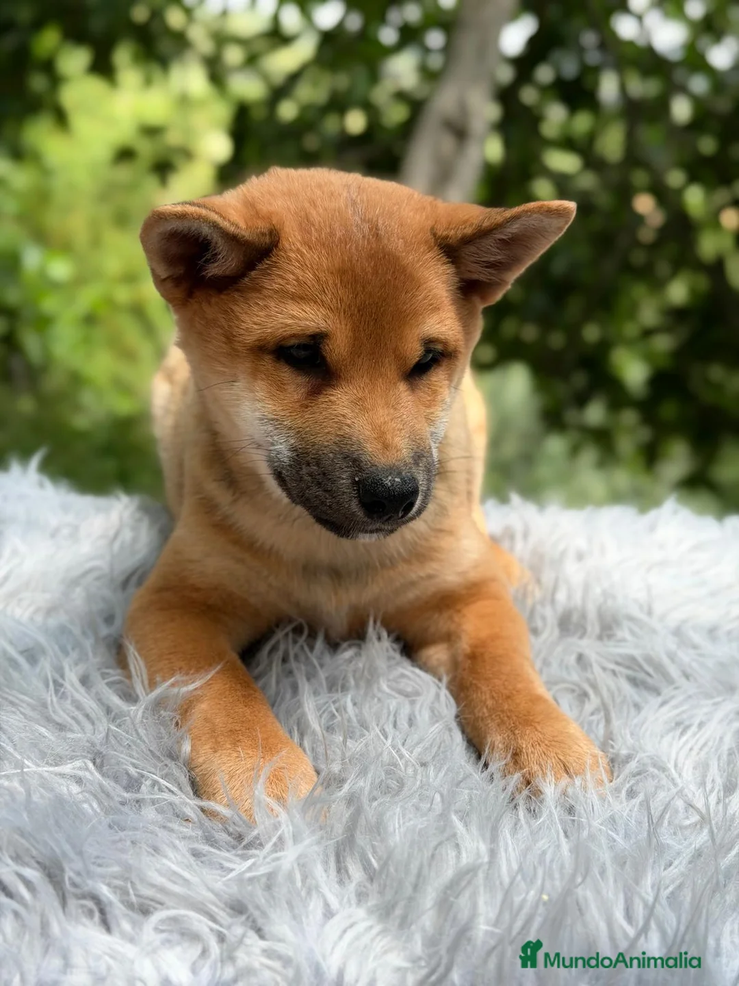 Shiba Inu perros en venta: SHIBA INU ROJO - Anuncio 2