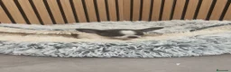 Chihuahua perros en venta: Chihuahua Toy Machitos  - Anuncio 17