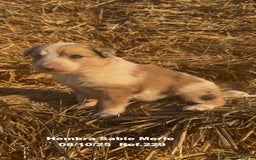 Border Collie perros en venta: BORDER COLLIE Sable Merle - Imagen 2