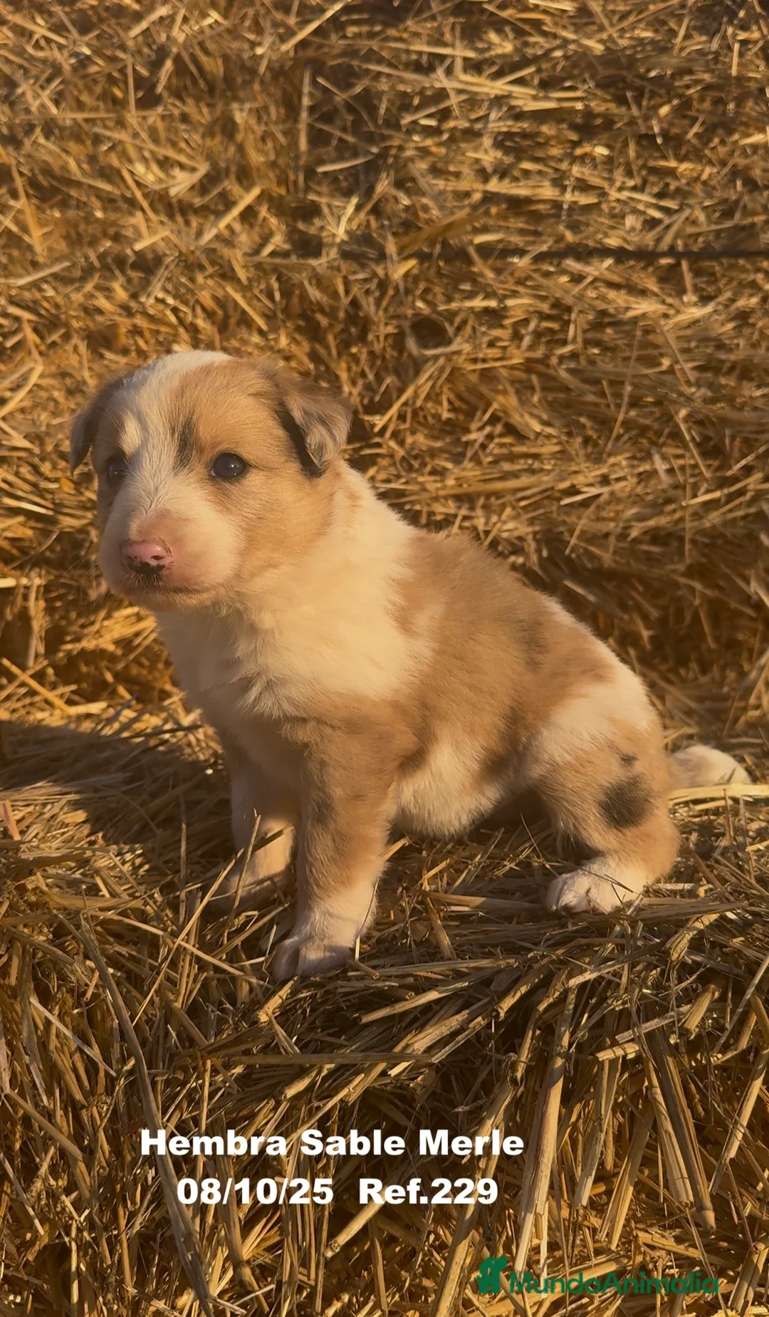 Border Collie perros en venta: BORDER COLLIE Sable Merle - Anuncio 2
