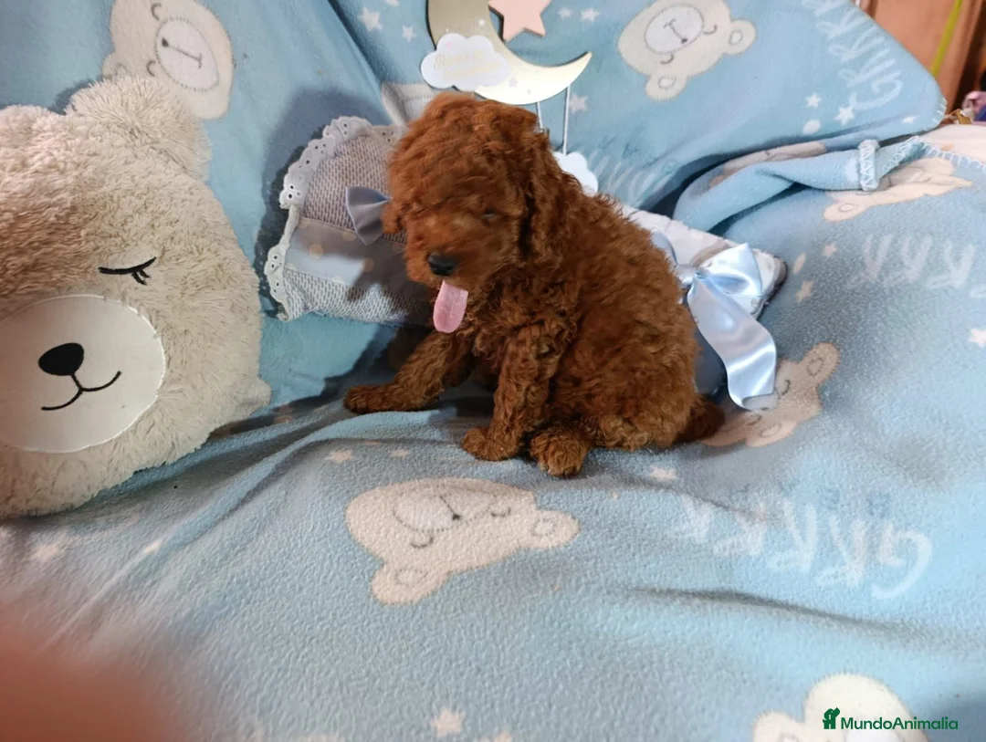 Caniche Toy perros en venta: Último caniche  machito - Anuncio 2