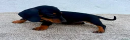 Teckel Miniatura perros en venta: Teckel kaninchen  - Anuncio 2
