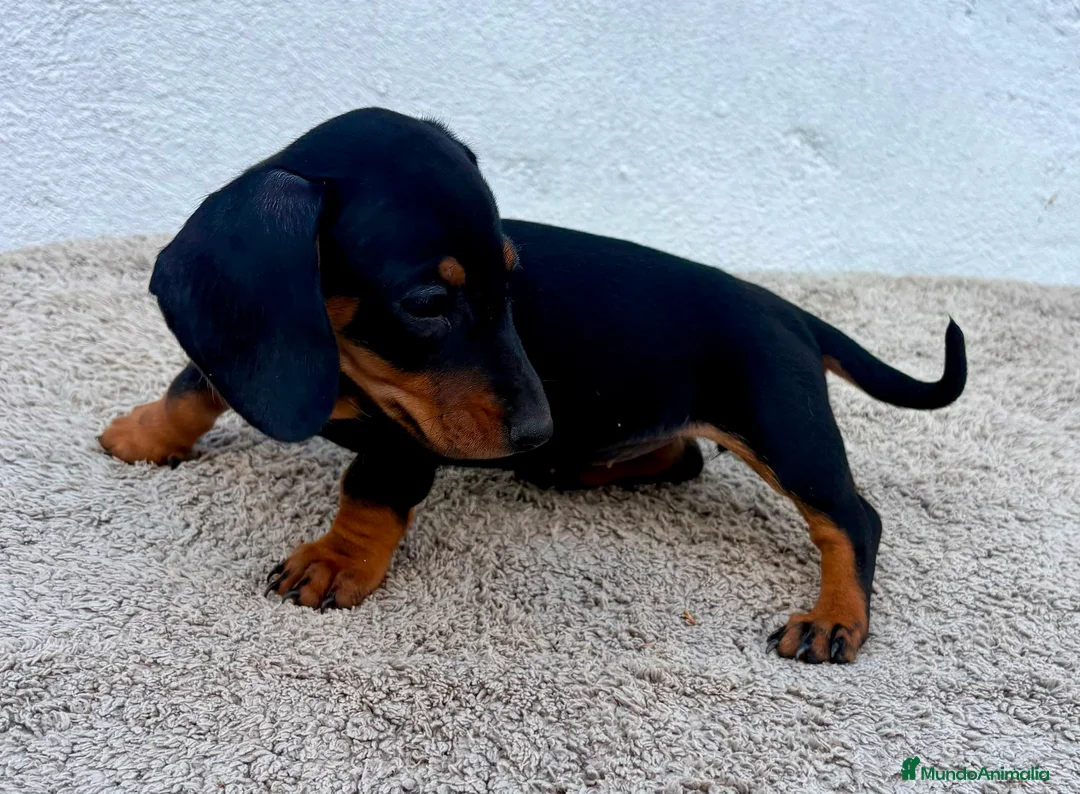 Teckel Miniatura perros en venta: Teckel kaninchen  - Anuncio 2