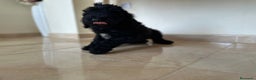 Caniche Gigante perros en venta: Caniches gigantes  - Anuncio 4