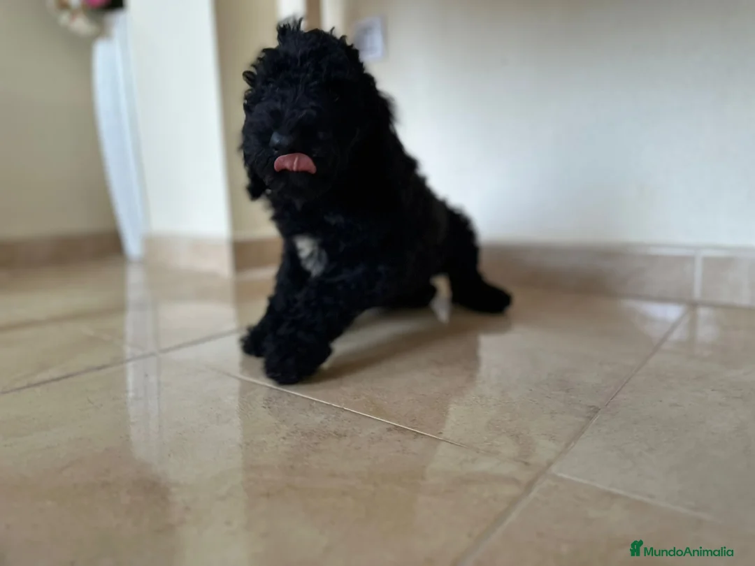 Caniche Gigante perros en venta: Caniches gigantes  - Anuncio 4