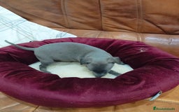 Pequeño Lebrel Italiano perros en venta: Piccolo lebrel blue - Anuncio 2