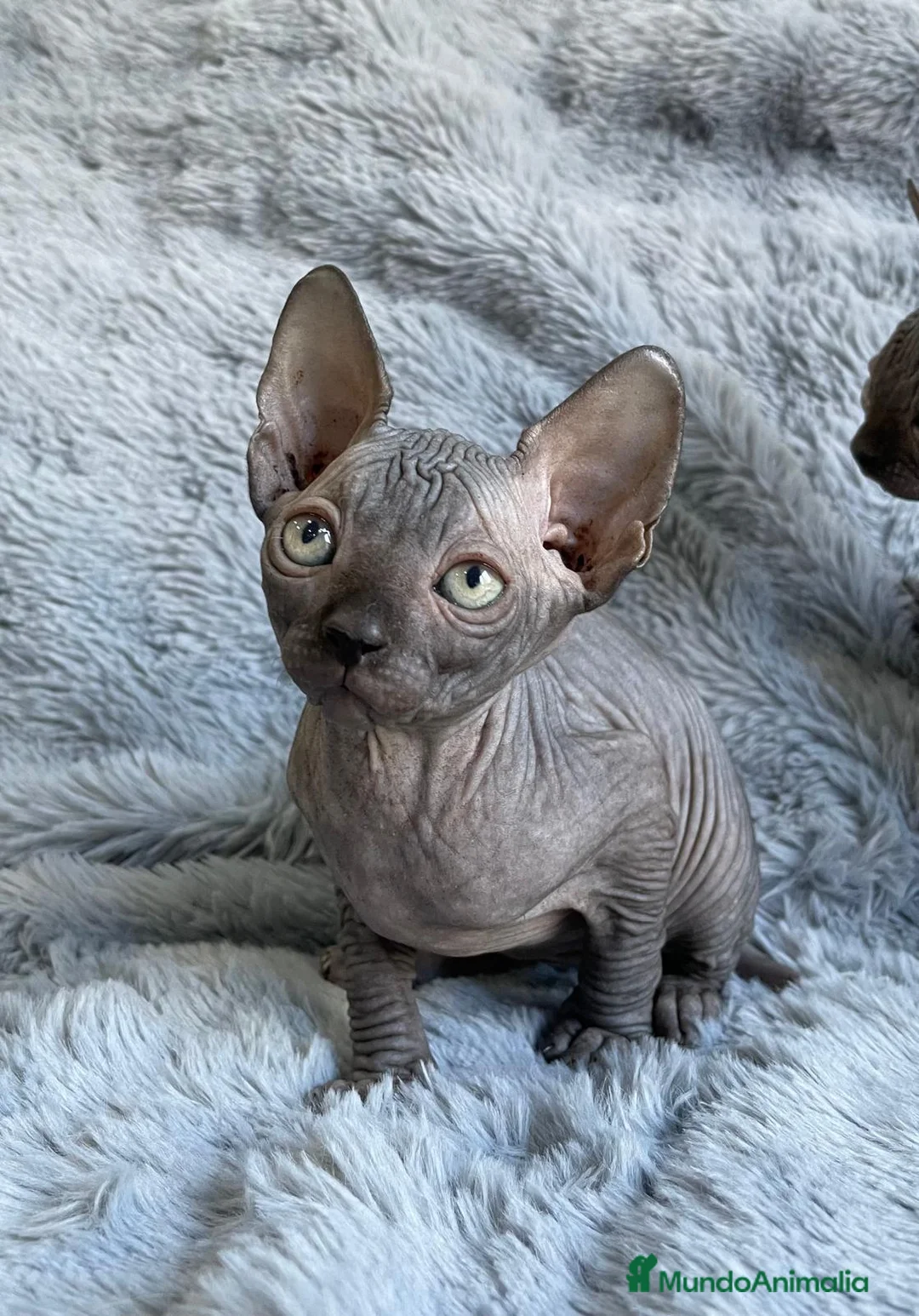 Sphynx gatos en venta: gatitos sphynx - Anuncio 2