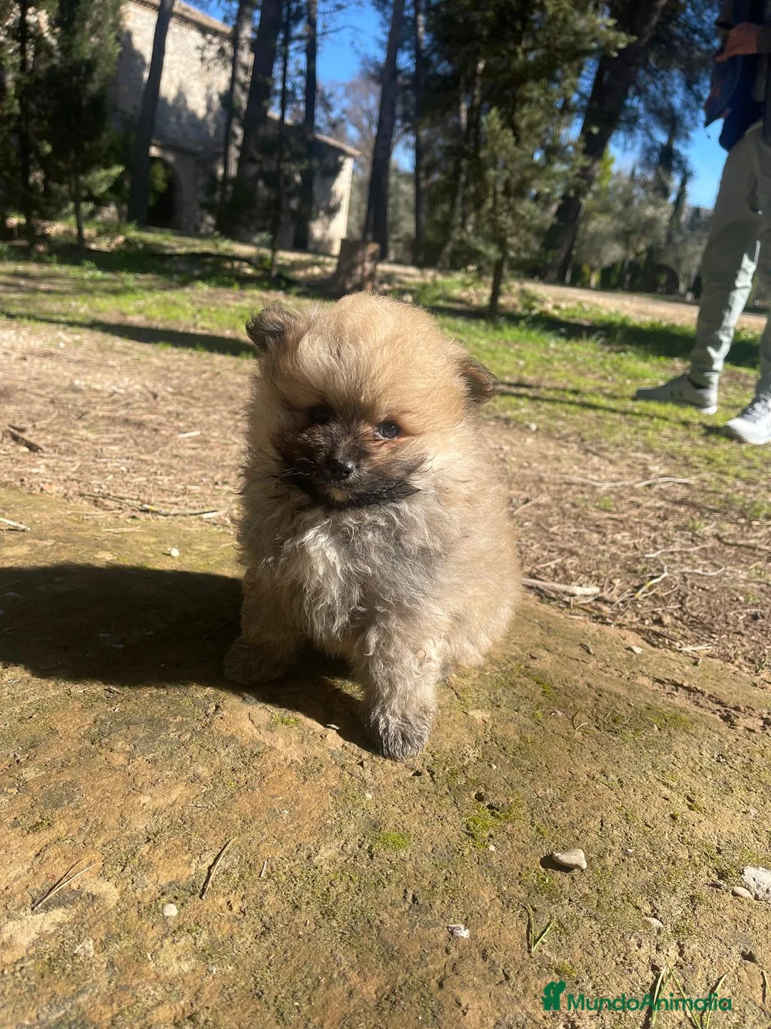 Pomerania perros en venta: Pomerania  | Carita de oso 🐶 - Anuncio 5