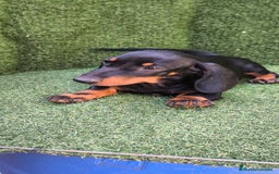 Teckel Miniatura perros en venta: teckel canichen  negro fuego  - Imagen 9