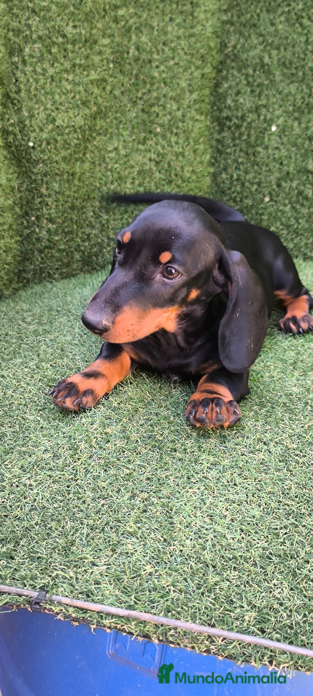 Teckel Miniatura perros en venta: teckel canichen  negro fuego  - Imagen 9