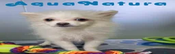 Pomerania perros en venta: Pomerania Hembra 8296 AQUANATURA - Anuncio 3