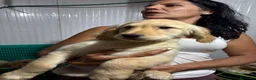 Golden Retriever perros en venta: Golden  - Anuncio 3