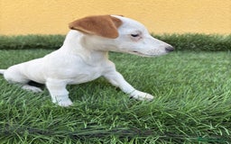 Jack Russell Terrier perros en venta: jack russell hembra de pata corta  - Imagen 17
