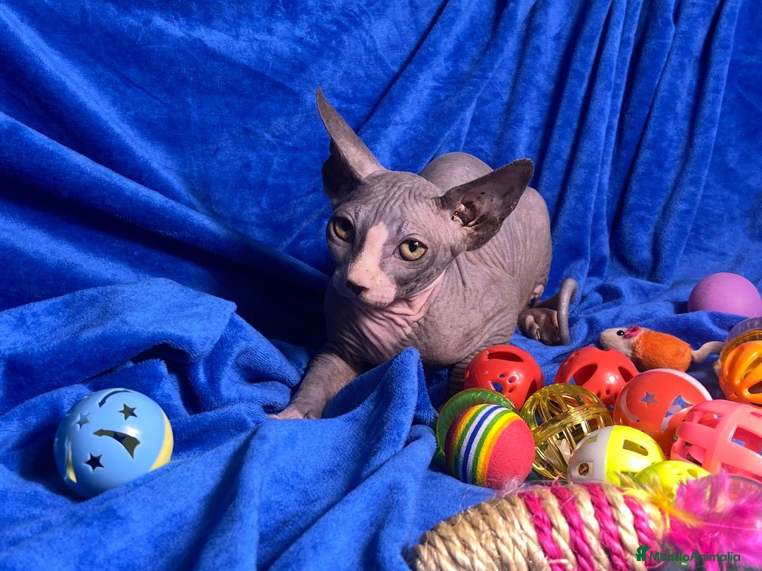 Sphynx gatos en venta: GATITO SPHYNX - Anuncio 2